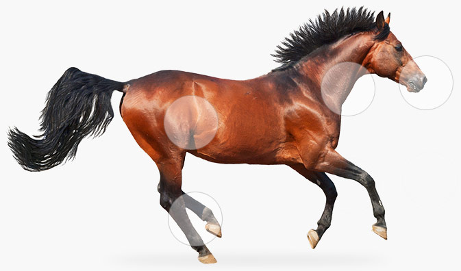 Slide-2-horse